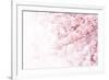 Cherry Blossom in Full Bloom. Cherry Flowers in Small Clusters on a Cherry Tree Branch, Fading in T-null-Framed Photographic Print