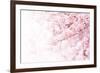 Cherry Blossom in Full Bloom. Cherry Flowers in Small Clusters on a Cherry Tree Branch, Fading in T-null-Framed Photographic Print