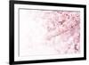 Cherry Blossom in Full Bloom. Cherry Flowers in Small Clusters on a Cherry Tree Branch, Fading in T-null-Framed Photographic Print