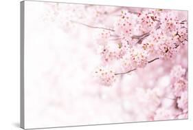 Cherry Blossom in Full Bloom. Cherry Flowers in Small Clusters on a Cherry Tree Branch, Fading in T-null-Stretched Canvas
