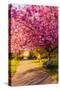 Cherry blossom in Greenwich Park, London, England, United Kingdom, Europe-Ed Hasler-Stretched Canvas