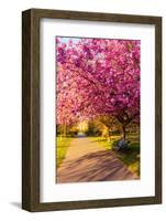 Cherry blossom in Greenwich Park, London, England, United Kingdom, Europe-Ed Hasler-Framed Photographic Print