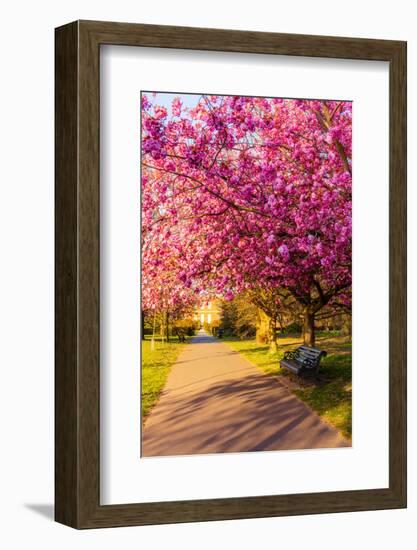 Cherry blossom in Greenwich Park, London, England, United Kingdom, Europe-Ed Hasler-Framed Photographic Print