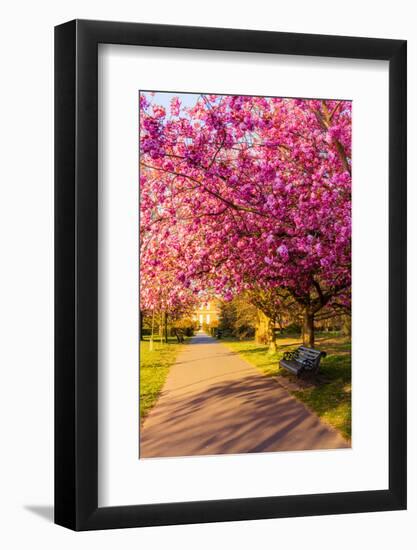 Cherry blossom in Greenwich Park, London, England, United Kingdom, Europe-Ed Hasler-Framed Photographic Print