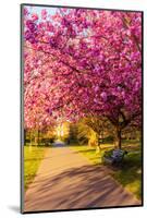 Cherry blossom in Greenwich Park, London, England, United Kingdom, Europe-Ed Hasler-Mounted Photographic Print