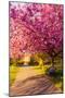 Cherry blossom in Greenwich Park, London, England, United Kingdom, Europe-Ed Hasler-Mounted Photographic Print