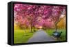 Cherry blossom in Greenwich Park, London, England, United Kingdom, Europe-Ed Hasler-Framed Stretched Canvas