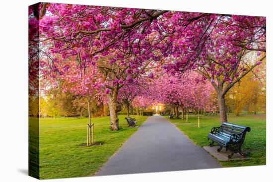 Cherry blossom in Greenwich Park, London, England, United Kingdom, Europe-Ed Hasler-Stretched Canvas