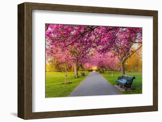 Cherry blossom in Greenwich Park, London, England, United Kingdom, Europe-Ed Hasler-Framed Photographic Print