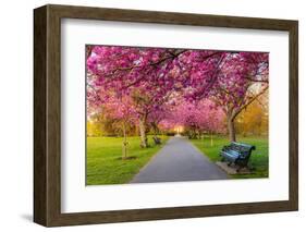 Cherry blossom in Greenwich Park, London, England, United Kingdom, Europe-Ed Hasler-Framed Photographic Print