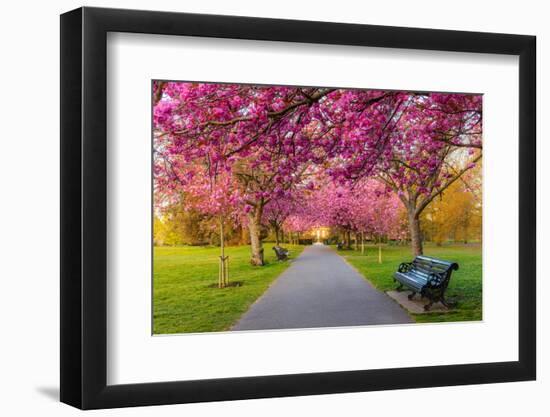 Cherry blossom in Greenwich Park, London, England, United Kingdom, Europe-Ed Hasler-Framed Photographic Print