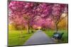 Cherry blossom in Greenwich Park, London, England, United Kingdom, Europe-Ed Hasler-Mounted Photographic Print