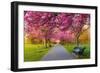 Cherry blossom in Greenwich Park, London, England, United Kingdom, Europe-Ed Hasler-Framed Photographic Print