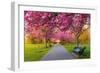 Cherry blossom in Greenwich Park, London, England, United Kingdom, Europe-Ed Hasler-Framed Photographic Print