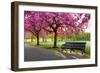 Cherry blossom in Greenwich Park, London, England, United Kingdom, Europe-Ed Hasler-Framed Photographic Print