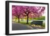 Cherry blossom in Greenwich Park, London, England, United Kingdom, Europe-Ed Hasler-Framed Photographic Print