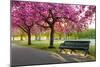 Cherry blossom in Greenwich Park, London, England, United Kingdom, Europe-Ed Hasler-Mounted Photographic Print