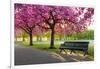 Cherry blossom in Greenwich Park, London, England, United Kingdom, Europe-Ed Hasler-Framed Photographic Print