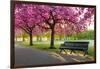 Cherry blossom in Greenwich Park, London, England, United Kingdom, Europe-Ed Hasler-Framed Photographic Print