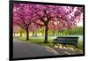 Cherry blossom in Greenwich Park, London, England, United Kingdom, Europe-Ed Hasler-Framed Photographic Print