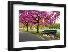 Cherry blossom in Greenwich Park, London, England, United Kingdom, Europe-Ed Hasler-Framed Photographic Print