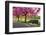 Cherry blossom in Greenwich Park, London, England, United Kingdom, Europe-Ed Hasler-Framed Photographic Print