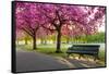 Cherry blossom in Greenwich Park, London, England, United Kingdom, Europe-Ed Hasler-Framed Stretched Canvas