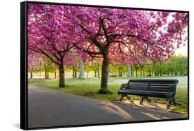 Cherry blossom in Greenwich Park, London, England, United Kingdom, Europe-Ed Hasler-Framed Stretched Canvas