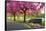 Cherry blossom in Greenwich Park, London, England, United Kingdom, Europe-Ed Hasler-Framed Stretched Canvas