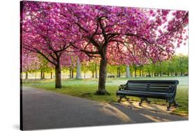 Cherry blossom in Greenwich Park, London, England, United Kingdom, Europe-Ed Hasler-Stretched Canvas