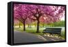 Cherry blossom in Greenwich Park, London, England, United Kingdom, Europe-Ed Hasler-Framed Stretched Canvas