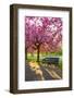 Cherry blossom in Greenwich Park, London, England, United Kingdom, Europe-Ed Hasler-Framed Premium Photographic Print