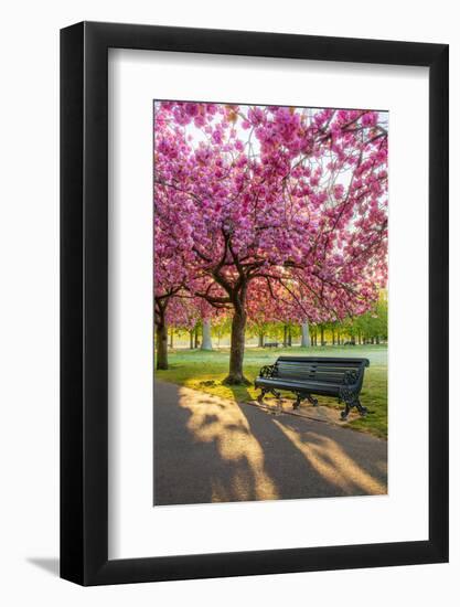 Cherry blossom in Greenwich Park, London, England, United Kingdom, Europe-Ed Hasler-Framed Premium Photographic Print