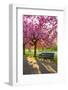 Cherry blossom in Greenwich Park, London, England, United Kingdom, Europe-Ed Hasler-Framed Premium Photographic Print