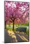 Cherry blossom in Greenwich Park, London, England, United Kingdom, Europe-Ed Hasler-Mounted Premium Photographic Print