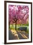 Cherry blossom in Greenwich Park, London, England, United Kingdom, Europe-Ed Hasler-Framed Photographic Print