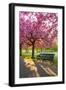 Cherry blossom in Greenwich Park, London, England, United Kingdom, Europe-Ed Hasler-Framed Photographic Print