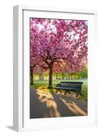 Cherry blossom in Greenwich Park, London, England, United Kingdom, Europe-Ed Hasler-Framed Photographic Print