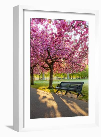 Cherry blossom in Greenwich Park, London, England, United Kingdom, Europe-Ed Hasler-Framed Photographic Print