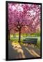 Cherry blossom in Greenwich Park, London, England, United Kingdom, Europe-Ed Hasler-Framed Photographic Print