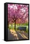 Cherry blossom in Greenwich Park, London, England, United Kingdom, Europe-Ed Hasler-Framed Stretched Canvas