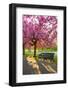 Cherry blossom in Greenwich Park, London, England, United Kingdom, Europe-Ed Hasler-Framed Photographic Print