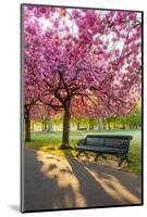 Cherry blossom in Greenwich Park, London, England, United Kingdom, Europe-Ed Hasler-Mounted Photographic Print