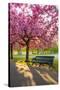 Cherry blossom in Greenwich Park, London, England, United Kingdom, Europe-Ed Hasler-Stretched Canvas