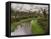 Cherry Blossom in Kenrokuen Garden, Kanazawa, Honshu Island, Japan-Kober Christian-Framed Stretched Canvas