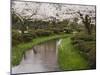 Cherry Blossom in Kenrokuen Garden, Kanazawa, Honshu Island, Japan-Kober Christian-Mounted Photographic Print