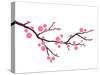 Cherry Blossom In Spring Time-photosoup-Stretched Canvas