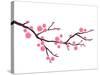 Cherry Blossom In Spring Time-photosoup-Stretched Canvas