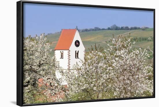Cherry Blossom in the Eggenen Valley and Church Tower of Obereggen-Marcus-Framed Photographic Print