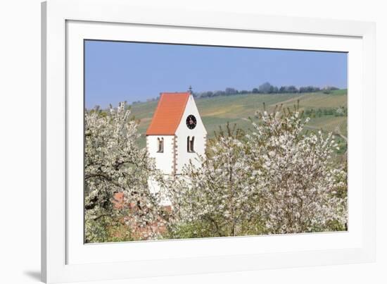 Cherry Blossom in the Eggenen Valley and Church Tower of Obereggen-Marcus-Framed Photographic Print